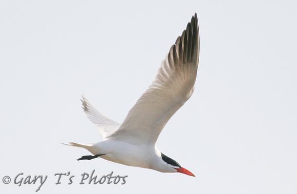 Caspian Tern (Adult Summer)