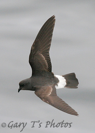 European Storm-petrel