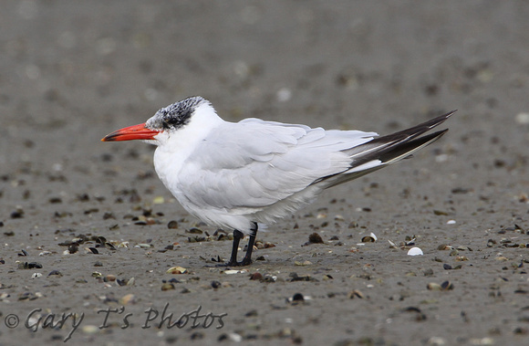 Caspian Tern (Adult Winter)