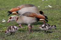 Egyptian Goose (Family)