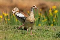 Egyptian Goose (Pair)