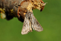 Feathered Brindle (Aporophyla australis)