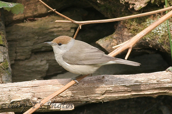 Blackcap (Female)
