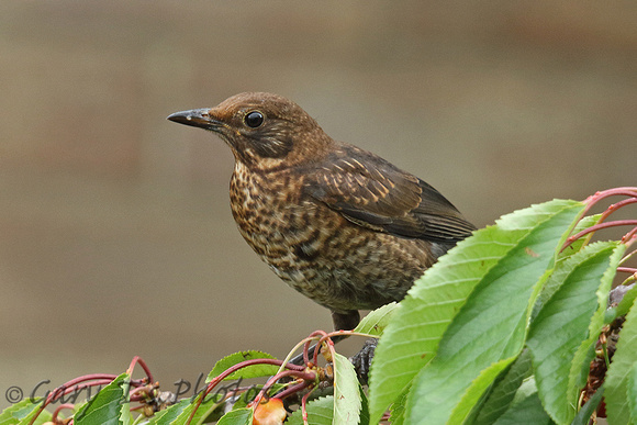 Blackbird (Juvenile)