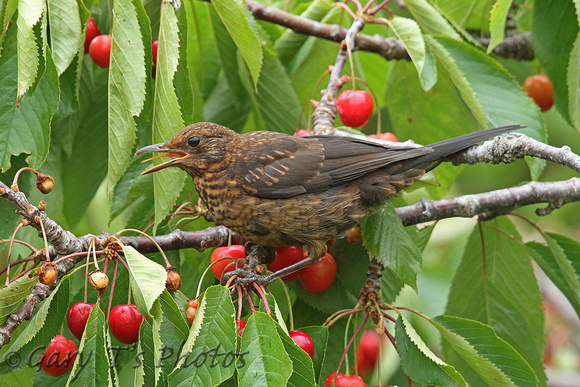 Blackbird (Juvenile)