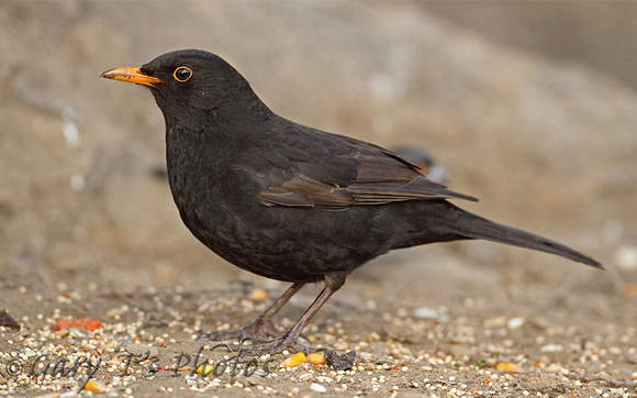 Blackbird (Male)