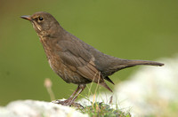 Blackbird (Female)