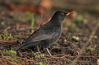 Blackbird (1st Winter Male)