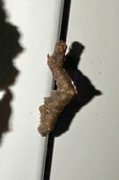 Brimstone (Opisthograptis luteolata - Caterpillar)