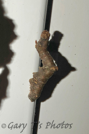 Brimstone (Opisthograptis luteolata - Caterpillar)