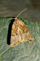 Cloaked Minor (Mesoligia furuncula)