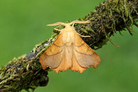 Geometridae (Ennominae)