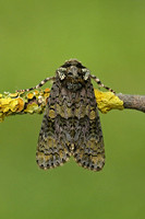 Noctuidae (Cuculliinae, Euxoa & Acronictinae)