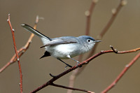 Blue-grey Gnatcatcher (Male)