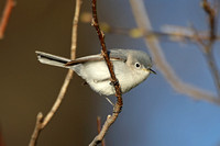 Blue-grey Gnatcatcher (Female)