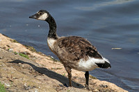 Canada Goose (Juvenile)