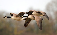 Canada Goose (Adults)