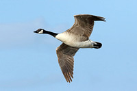 Canada Goose (Adult)