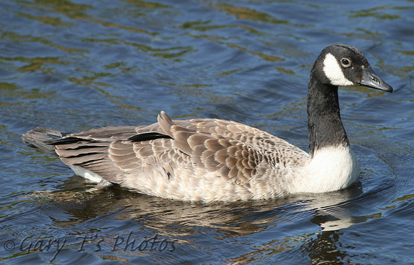 Canada Goose (Juvenile)