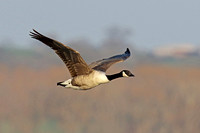 Canada Goose (Adult)