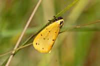 Dew Moth (Setina irrorella)