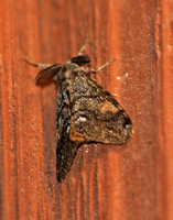Douglas Fir Tussock Moth (Orgyia pseudotsugata)