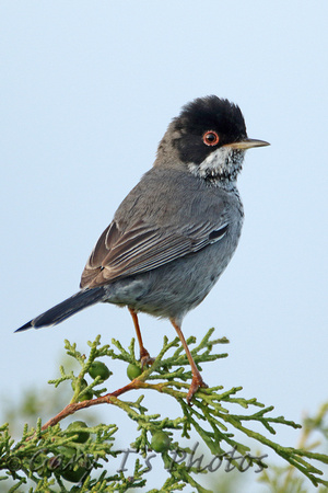 Cyprus Warbler (Male)