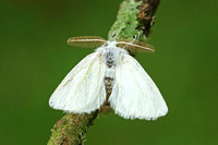 Brown Tail (Euproctis chrysorrhoea)
