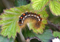 Brown Tail (Euproctis chrysorrhoea - Caterpillar)