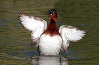 Ferruginous Duck (Drake)