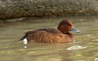 Ferruginous Duck (Duck)