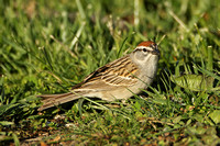 Chipping Sparrow (Adult)