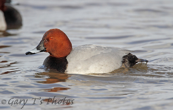 Pochard (Drake)