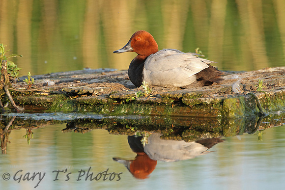 Pochard (Drake)