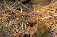 Chipping Sparrow (Adult)