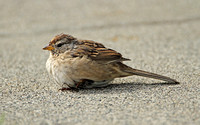 Chipping Sparrow (Juvenile)