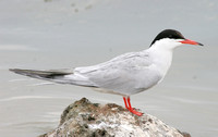 Common Tern