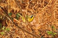 Common Yellowthroat (1st Winter Male)