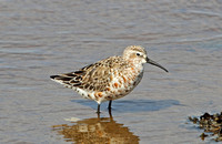 Curlew Sandpiper (Adult Moulting)