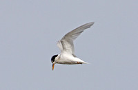 Fairy Tern (Adult Winter)