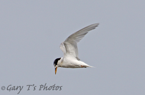 Fairy Tern (Adult Winter)