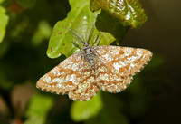 Common Heath (Ematurga atomaria - Male)
