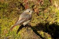 Common Redstart (Female)