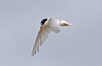 Fairy Tern