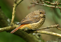 Common Redstart (Juvenile)