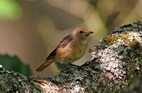 Common Redstart (Female)