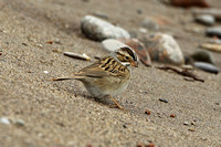 Clay-coloured Sparrow