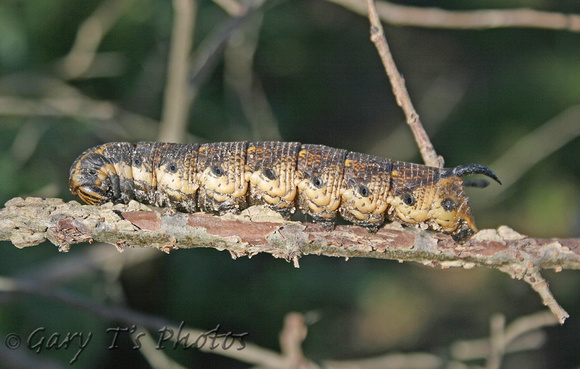 Convolvolous Hawk-moth (Agrius convolvuli - Caterpillar)