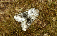 Broad-barred White (Hecatera bicolorata)