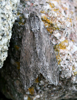 Convolvolous Hawk-moth (Agrius convolvuli)
